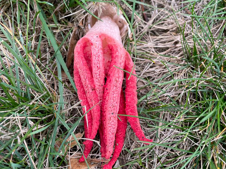 Leuchtend roter Pilz, der wie ein Tintenfisch aussieht.