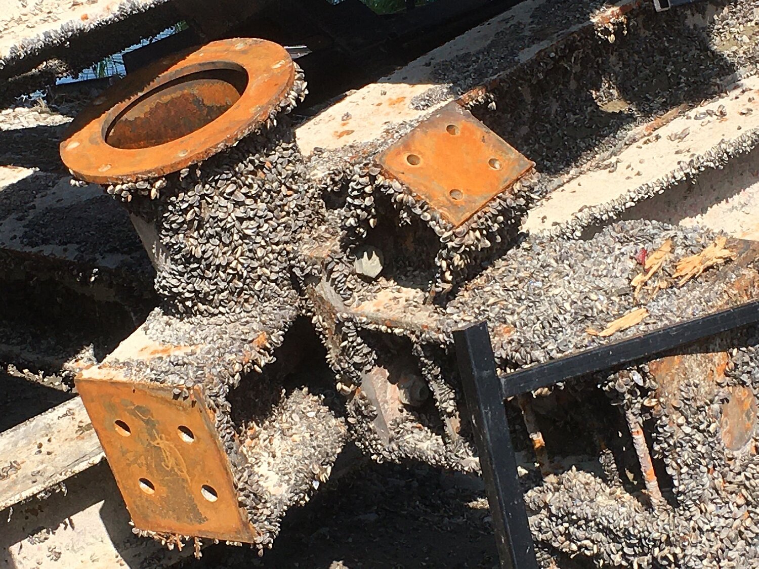 Dicht mit Quaqqamuscheln bedeckte Rohre.