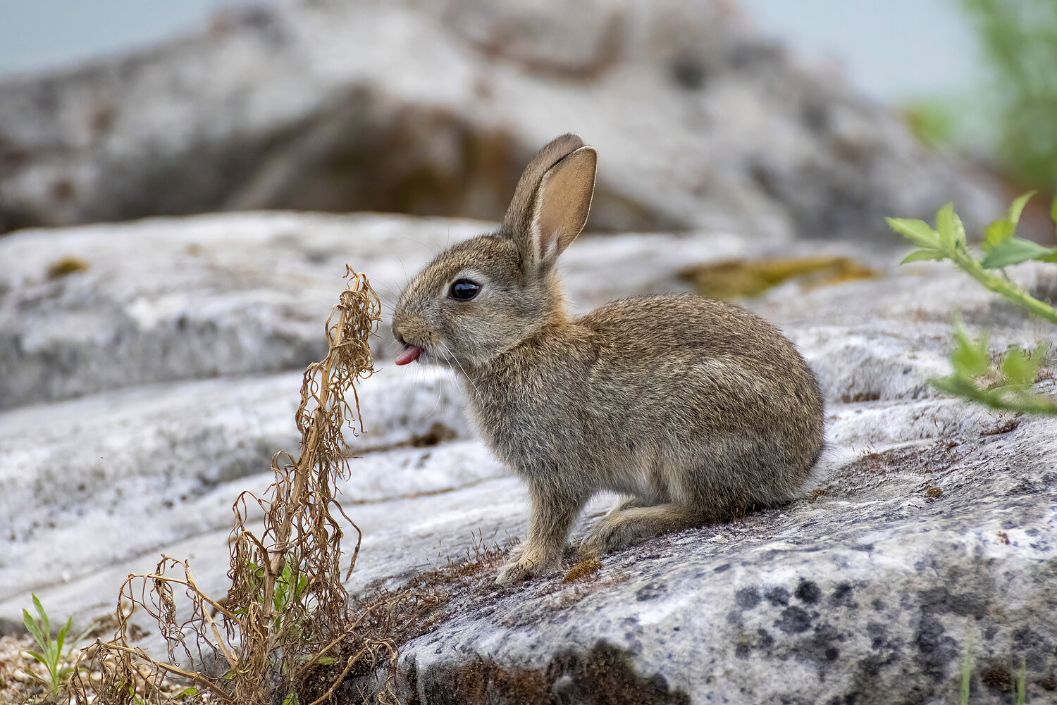 Auf einem Felsen sitzendes Wildkaninchen.