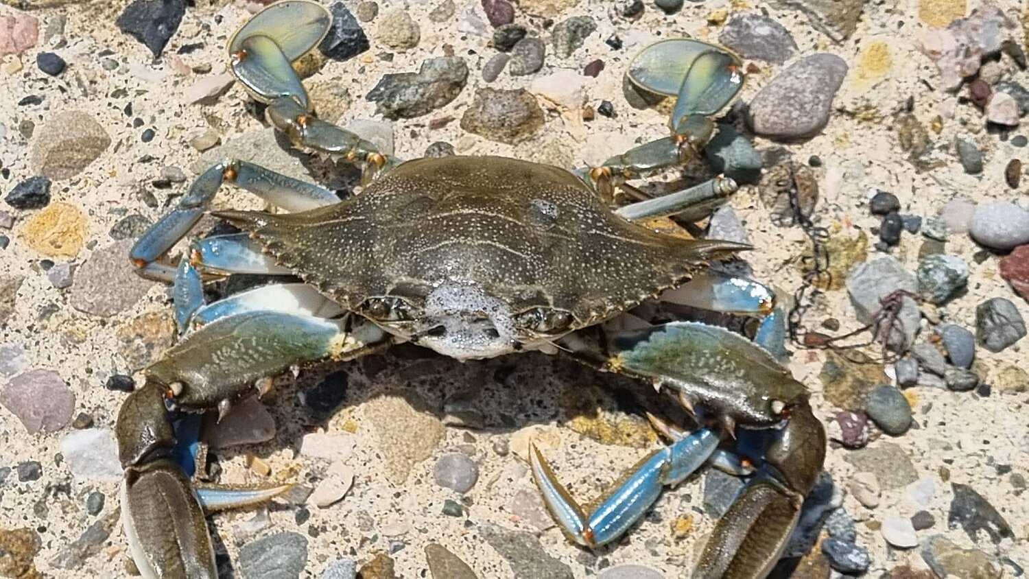 Großaufnahme einer Blaukrabbe auf sandig-steinigen Boden.