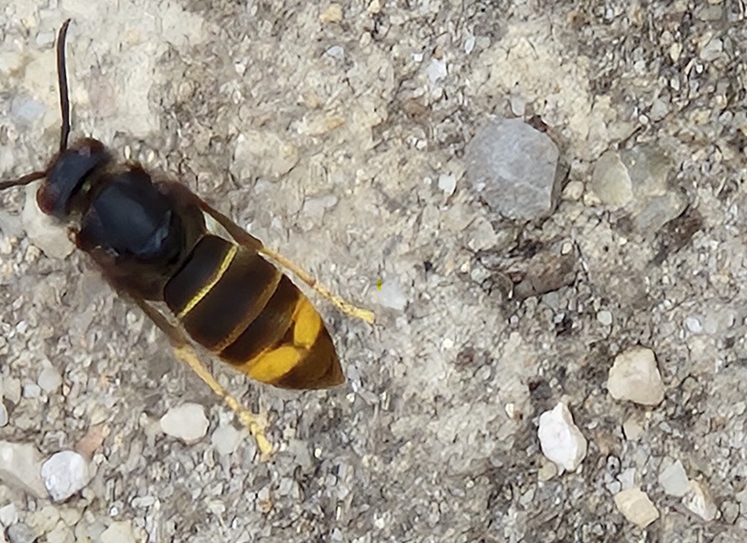 Über einen Sandboden fliegende Asiatische Hornisse.