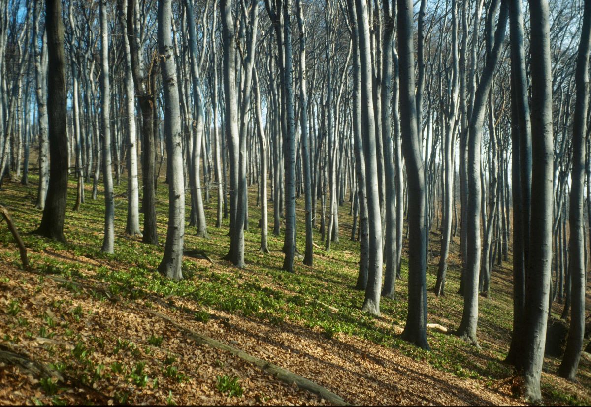 Wienerwald im Frühling