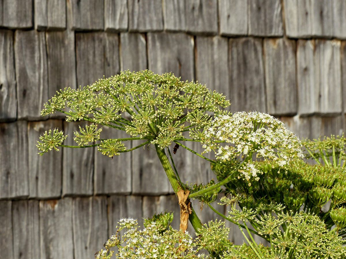 Die Blütendolde des Riesenbärenklau ist beeindruckend groß.