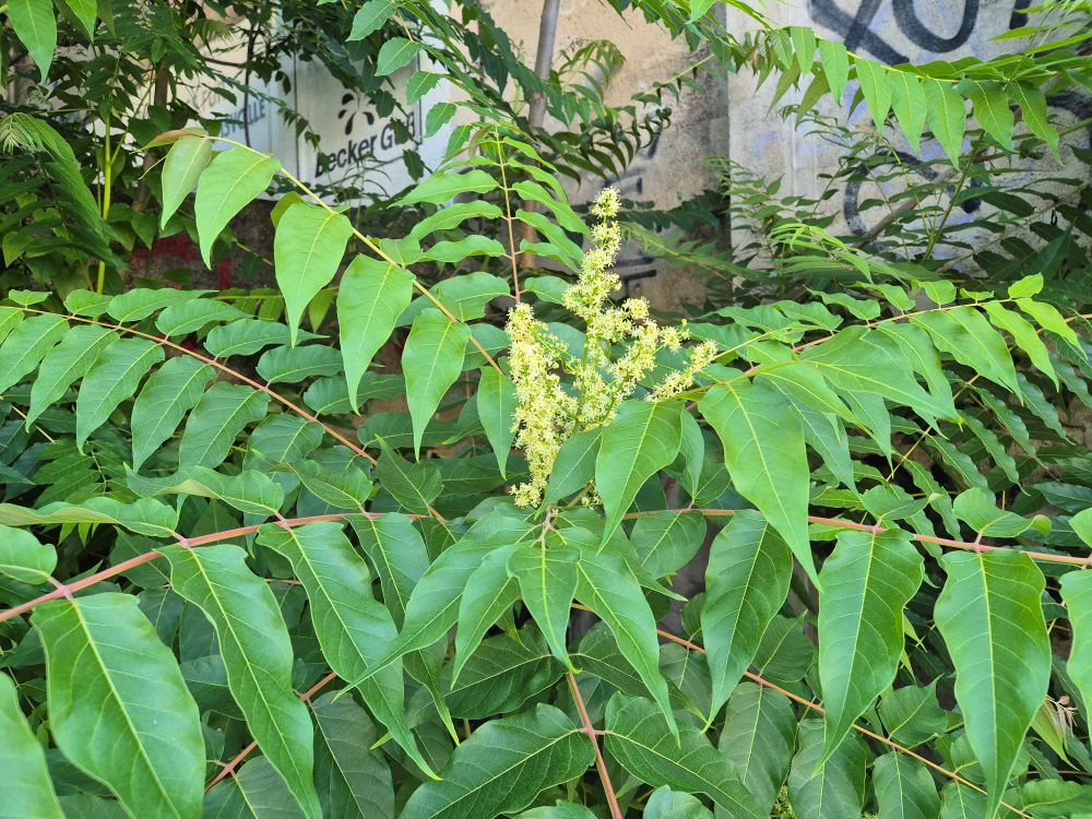 Weißliche Blütenrispe eines Götterbaumes.