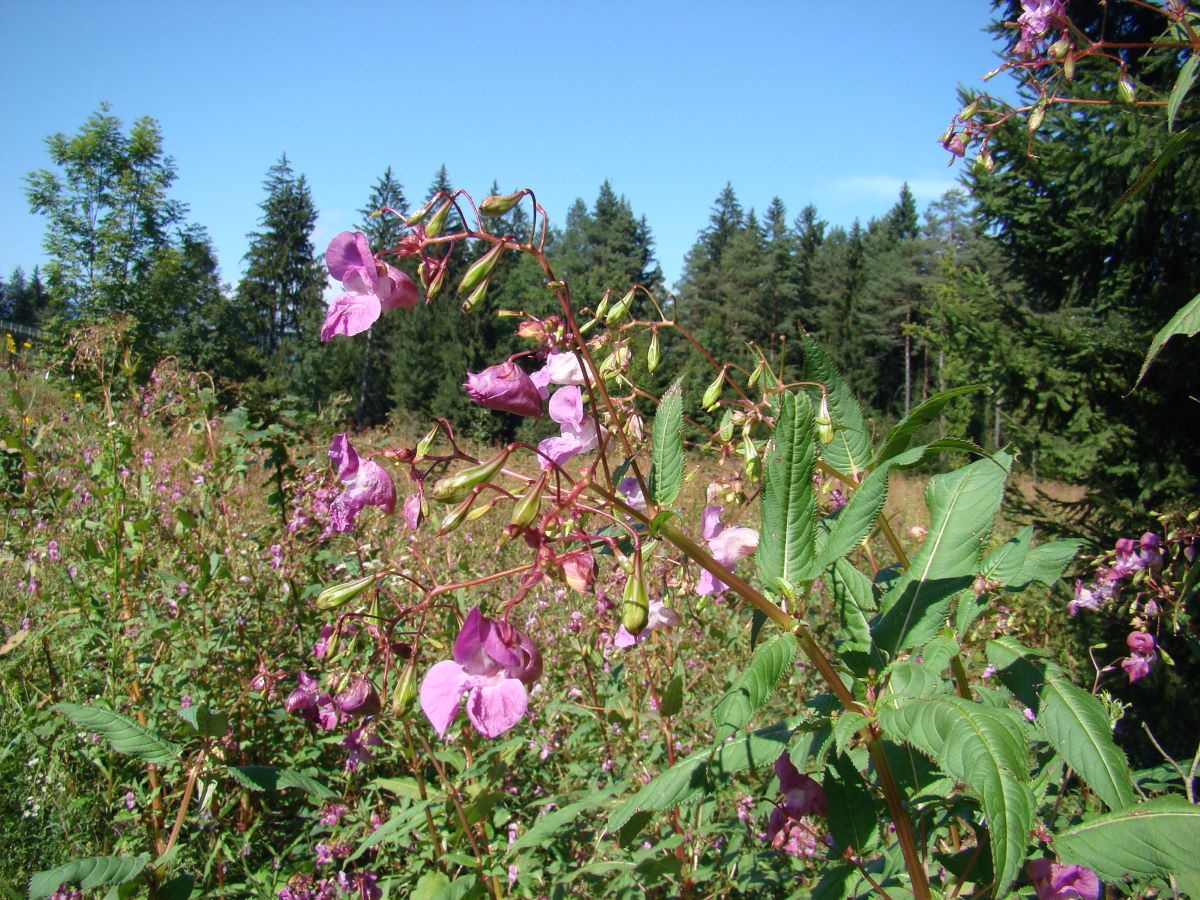 Drüsiges Springkraut - Impatiens gladnulifera