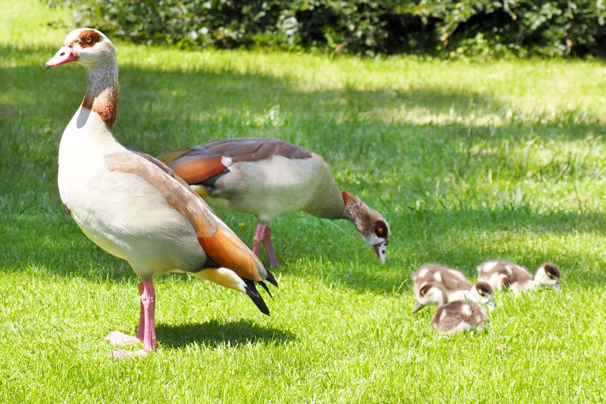Nilgans (Alopochen aegyptiaca) Nilgans-Pärchen mit vier Jungen auf einer grünen Rasenfläche.