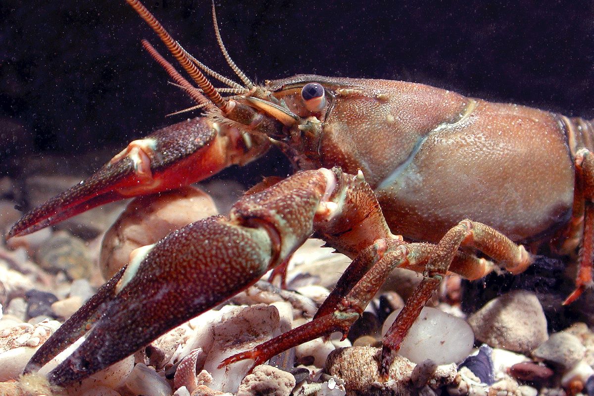 Ansicht eines Signalkrebses