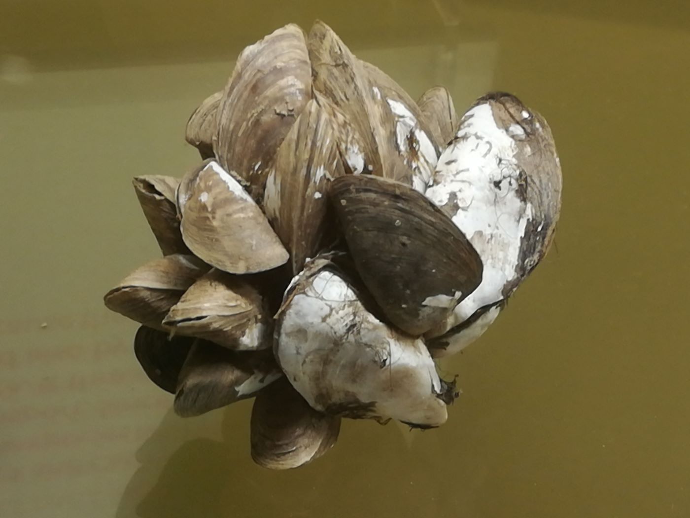 Zebramuscheln, die dicht an dicht sitzen und eine Kugel bilden. Worauf die Muscheln sitzen, ist nicht zu erkennen