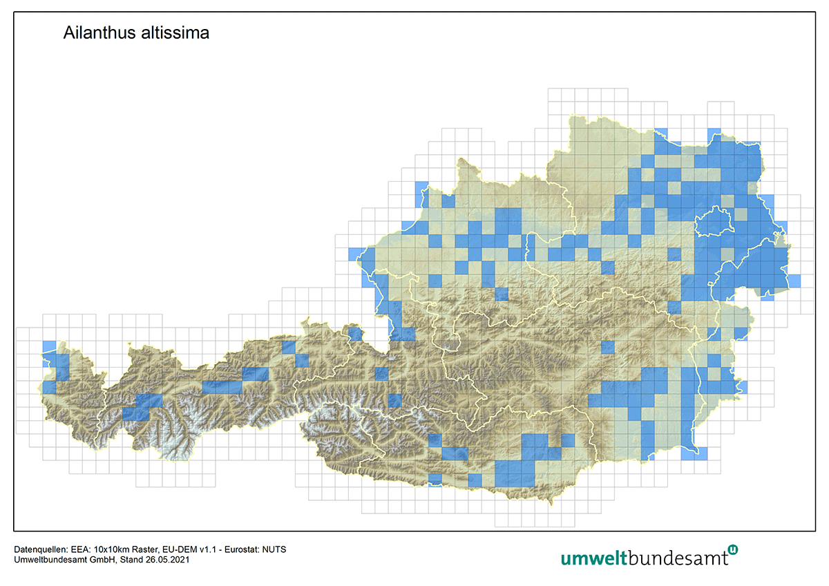Verbreitung des Götterbaumes in Österreich (Nachweise bis 2021). Die Karte zeigt die Verbreitung des Götterbaumes in Österreich (Nachweise bis 2021).