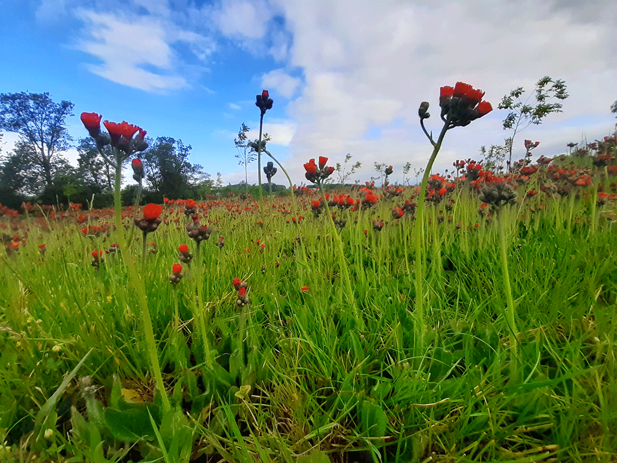 Das Orangerote Habichtskraut ist in den Alpen Österreichs heimisch, verwildert aber aus Gärten in vielen Teilen Europas. Orangerotes Habichtskraut in einer Wiese.
