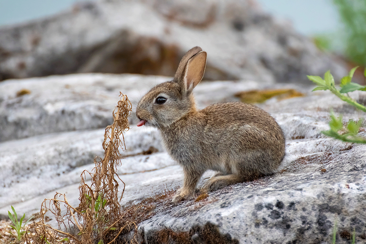 Das Wildkaninchen ist in seiner europäischen Heimat gefährdet. In anderen Weltgegenden wie in Australien wurde diese Art eingeführt und weist große Vorkommen auf. Auf einem Felsen sitzendes Wildkaninchen.